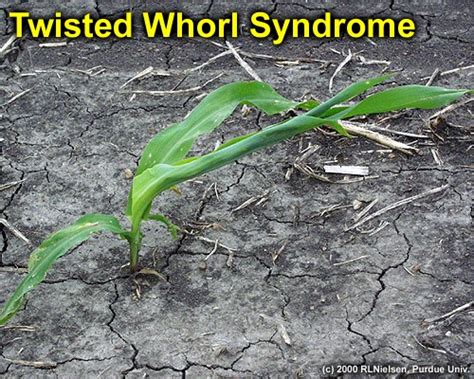 Twisted Whorl Symptoms In Corn Purdue Univ