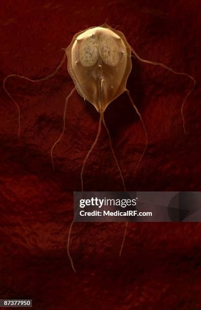 Giardia Lamblia Photos And Premium High Res Pictures Getty Images