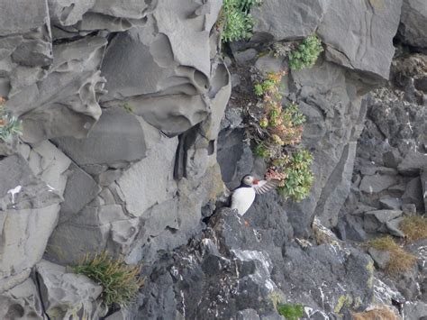 D Nde Ver Frailecillos En Islandia Cerca O Lejos