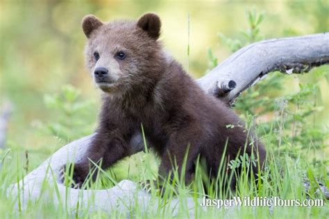 Jasper Wildlife Tours