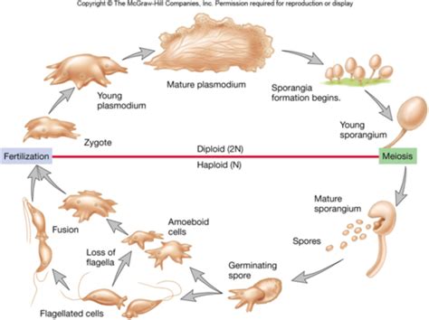 1 1 Members Of The Microbial World Lecture 2 Protista Fungi And