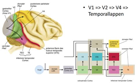 Thema 3 Visuelles System III Flashcards