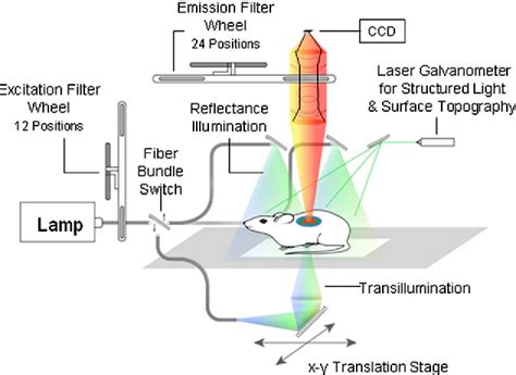 Figure From In Vivo Fluorescence Imaging With A Multivariate Curve