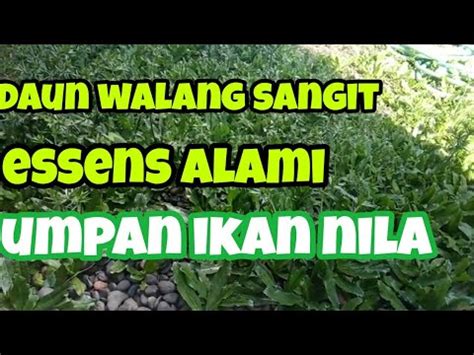 Daun Walang Sangit Essens Alami Mancing Ikan Nila Tanaman Langka