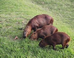 Capybara Stock Photos, Images and Backgrounds for Free Download