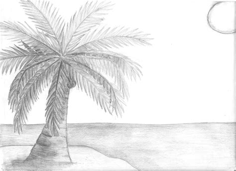 Coconut Tree Pencil Drawing - bestpencildrawing