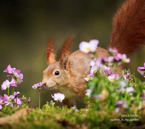 I Am Doris On Instagram Gretel Squirrel Eichh Rnchen