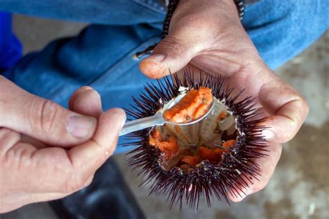 Why Is Sea Urchin So Expensive Top 10 Reasons