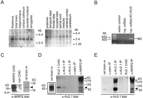 MinK Related Peptide 2 Modulates Kv2 1 And Kv3 1 Potassium Channels In