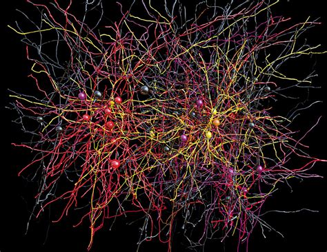 The Nameless Mouse Behind The Largest Ever Neural Network Wired