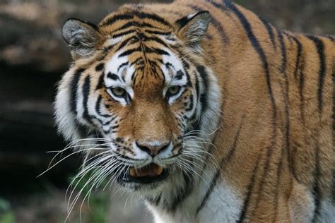 Free Images Watch Zoo Portrait Predator Fauna Close Up Whiskers