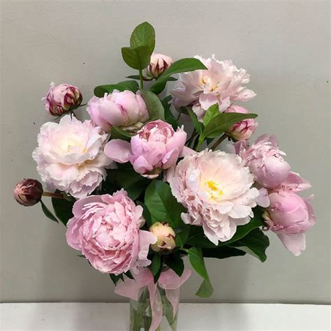 Fresh Peony Flowers Delivered Around Adelaide Peony Flower Bouquets