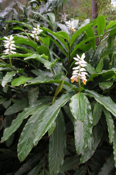 Alpinia Mutica False Cardomom Ginger Bamboo Land Nursery Qld Australia