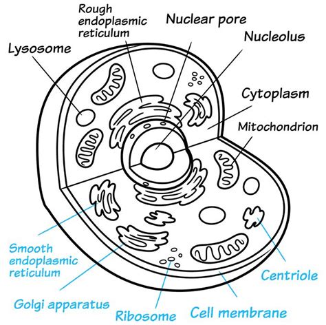 How to Draw an Animal Cell - Really Easy Drawing Tutorial | Animal cell ...