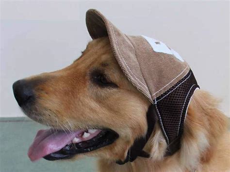 Como hacer gorra para perro de manera sencilla así proteger a tu perro