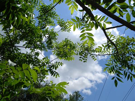 Fotos gratis árbol naturaleza bosque rama nube planta cielo