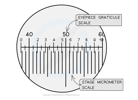 OCR A Level Biology 复习笔记2 1 2 Using a Microscope 翰林国际教育