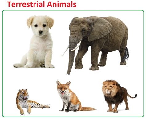 Classification of Animals