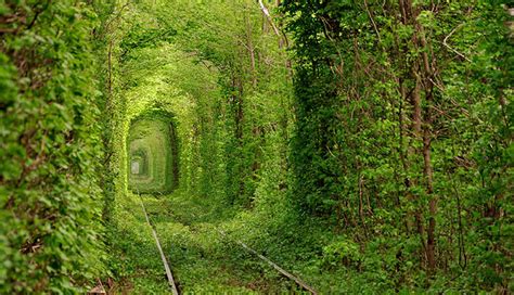 Beautiful Tree Tunnels To Visit Around The World Lifeberrys