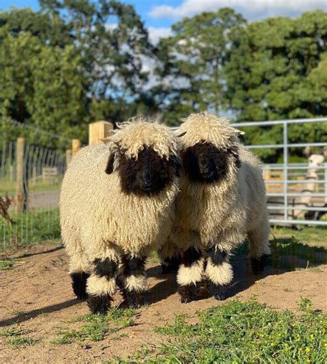 Valais Black Nose Sheep Monk Park Farm