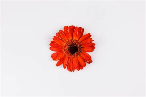 Orange Flower on White Background · Free Stock Photo