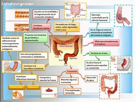 Qué es el intestino grueso