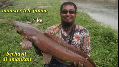 Pasermania Nembakikan Monster Lele Jumbo 7kg Berhasil Di Amankan