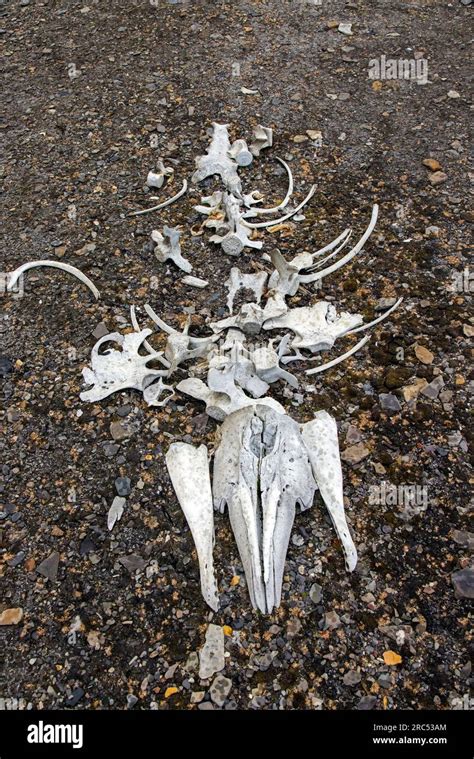 Beluga Whale Bones At The Bamsebu Whaling Station Along