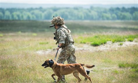 Defence Animal Training Regiment The British Army