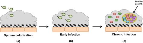 Pathogens Free Full Text Pseudomonas Aeruginosa Diversification