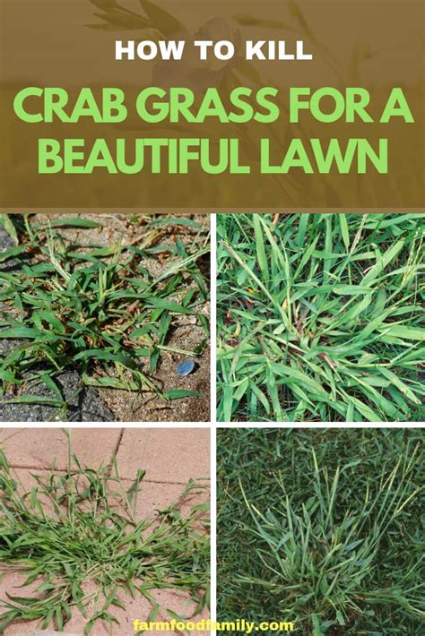 How to Kill Crab Grass for a Beautiful Lawn - FarmFoodFamily