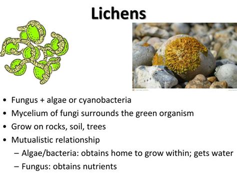 PPT Kingdom Fungi PowerPoint Presentation ID 1758414