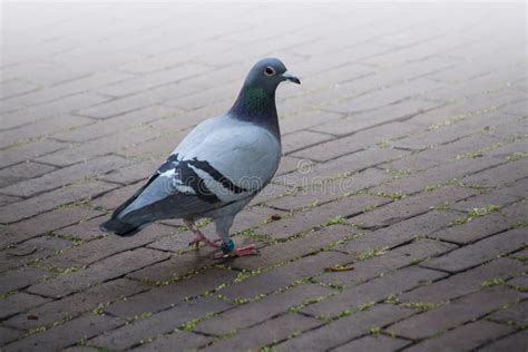 The Rock Dove Or Rock Pigeon Or Common Pigeon Is A Member Of The Bird