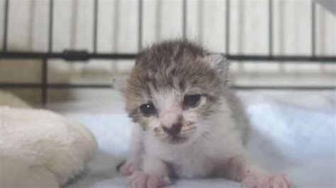 記録的な大雨の中で子猫を保護！弱々しい赤ちゃん猫が500gになるまでの成長記録｜ねこナビ