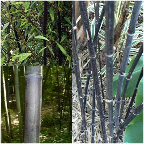 50 Bamboo Seeds Black Bamboo Seeds Phyllostachys Nigra Etsy