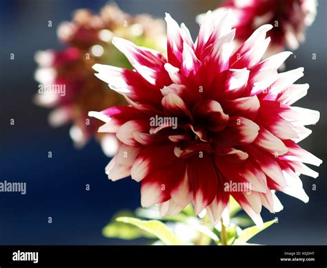 Dahlia In The Garden Full Sun Stock Photo Alamy