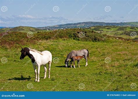 Wild Welsh Ponies Stock Photo Image Of Anglesey Brickworks 27676482