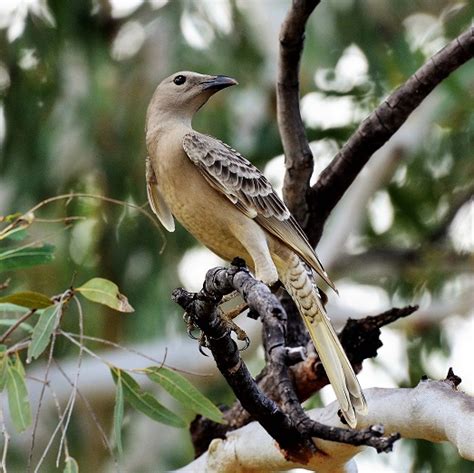 Bowerbird Courtship and Species - Birdtripper