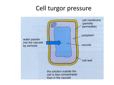 Ppt Osmosis In Cells Powerpoint Presentation Free Download Id1973860