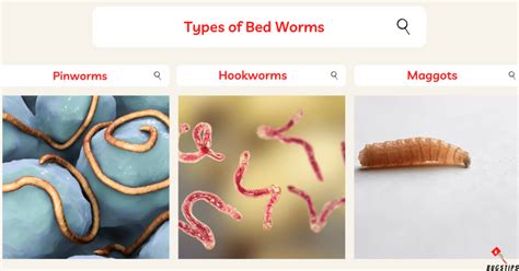 Bed Worms | 10 Easy Ways To Get Rid of Worms in Bed - BugsTips