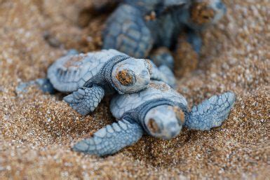 The TOP 7 Volunteer Projects In Sea Turtle Conservation