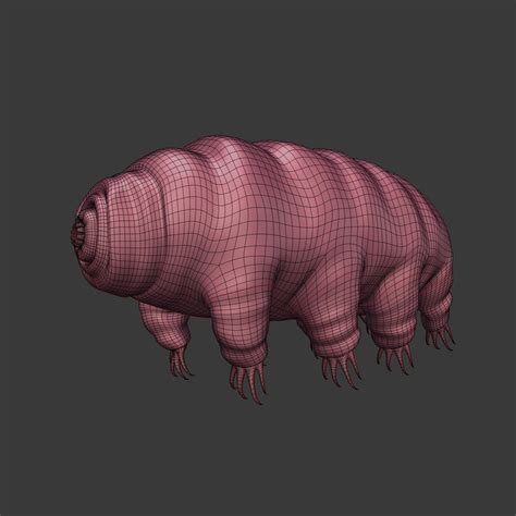 Tardigrade Anatomy Model - TurboSquid 1383792