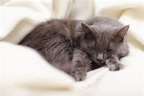 Beautiful Gray Fluffy Cat Sleeping On The Couch Stock Image - Image of ...