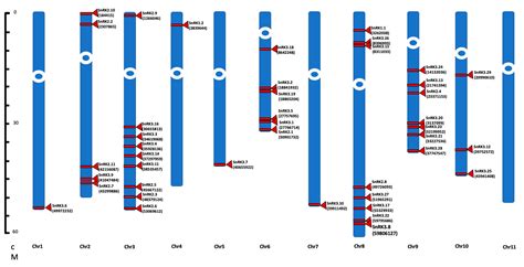 Genes Free Full Text Comprehensive Analysis Of Phaseolus Vulgaris