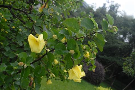 Hibiscus hamabo (Hamabo Hibiscus, Hardy Yellow Hibiscus) | North ...