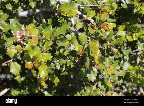 Quercus Coccifera Kermes Oak Fagaceae Wild Plant Shot In Summer