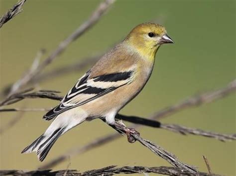 Male Vs Female Finches