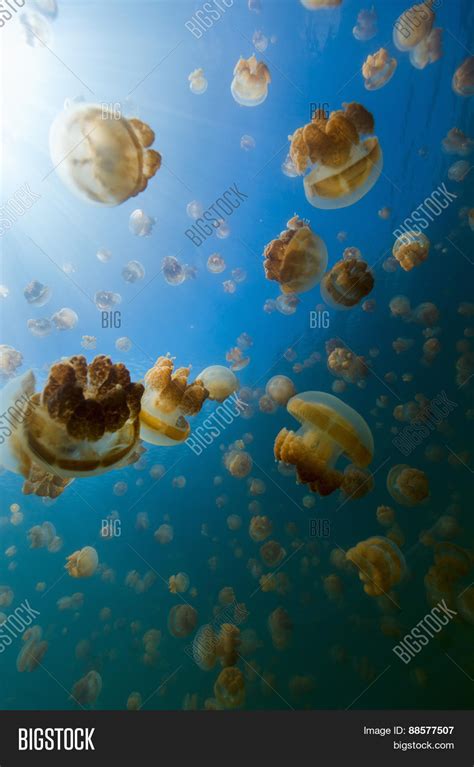 Underwater Photo Image Photo Free Trial Bigstock