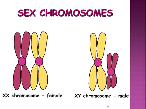 Ppt Meiosis Powerpoint Presentation Free Download Id437027