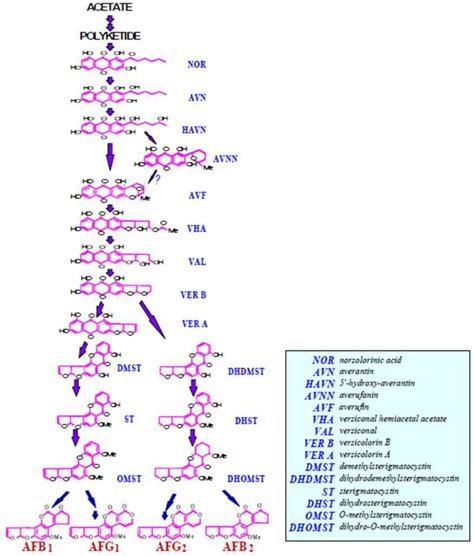 Toxins Free Full Text Current Understanding On Aflatoxin